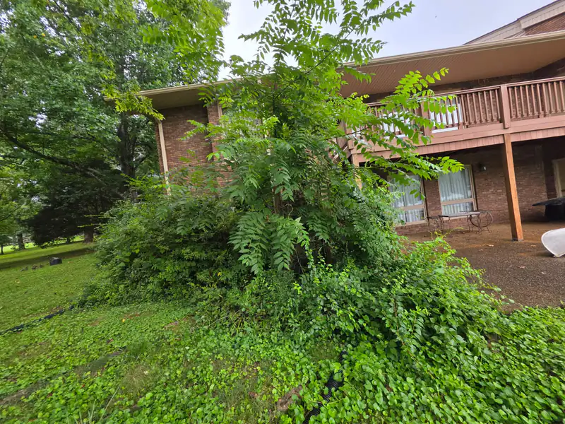 A tangle of overgrown vines and weeds along the side of a raised deck before the path was built.