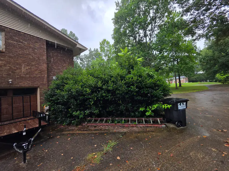A large holly hedge grown shapeless and leggy beside a brick garage on a rainy day.