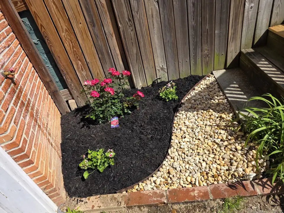 After: the same corner finished with crisp edging, fresh black hardwood mulch around the rose bush, and a curved river-rock drainage path