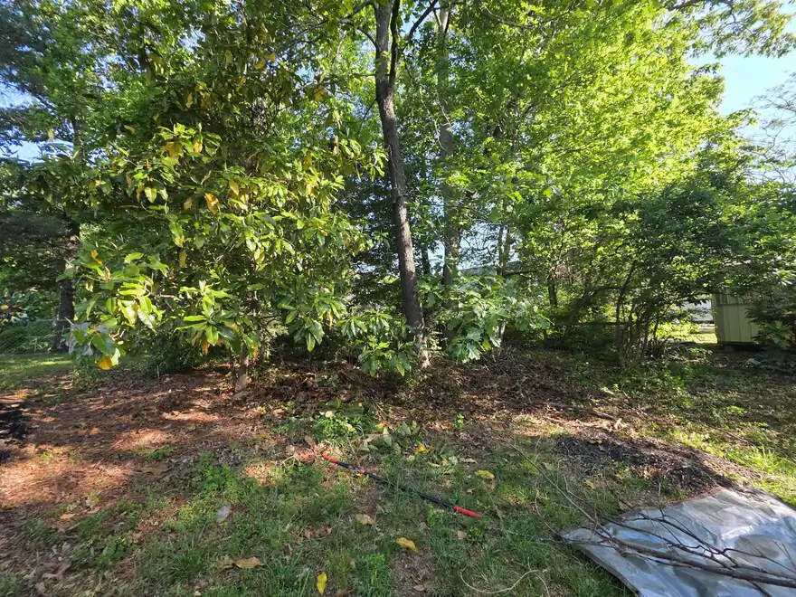 Before: a wooded backyard cluttered with leaf litter, scattered branches, and a tarp staged for haul-off