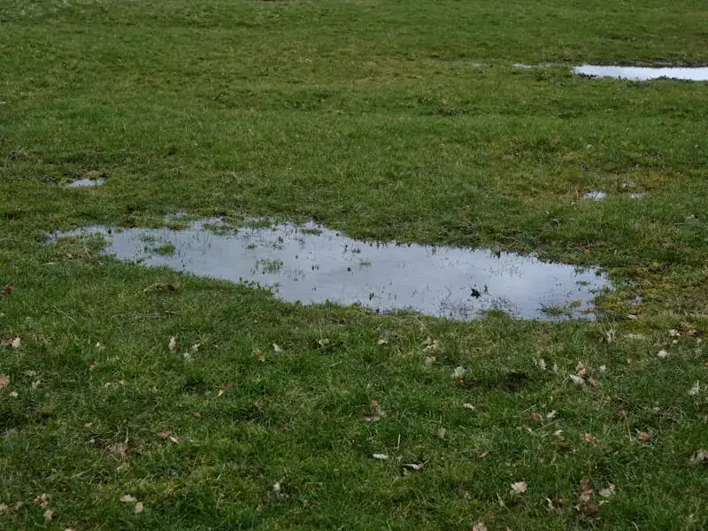 A puddle of standing water sitting on a residential lawn — yard drainage problem we fix.
