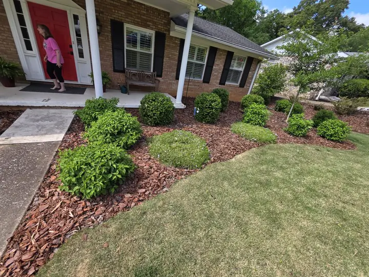 A Chattanooga front yard with fresh red-brown mulch beds, manicured boxwoods, and a trimmed lawn — recent mulching job by Scenic Garden Solutions.