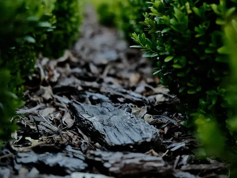 Dark hardwood mulch path between rows of bright green boxwood — Mulching service.