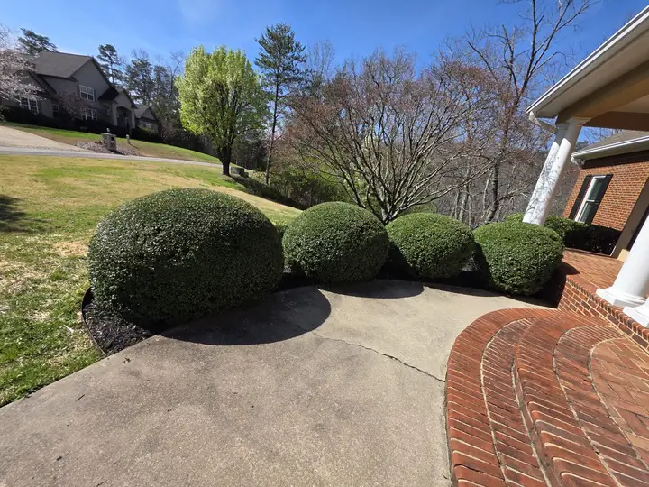 A row of perfectly trimmed boxwood spheres along a brick patio at a Chattanooga estate — recent shrub-trimming job by Scenic Garden Solutions.