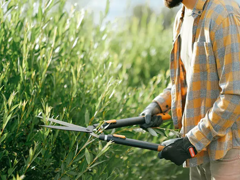 A landscaper in plaid shirt and gloves trimming a green shrub with hand shears — Shrub trimming.